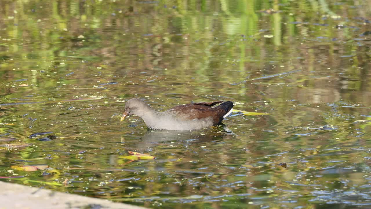 연못에서 먹는 물새
