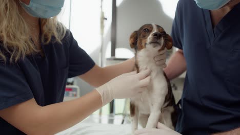 Two-doctor's-preparing-dog-for-surgery.