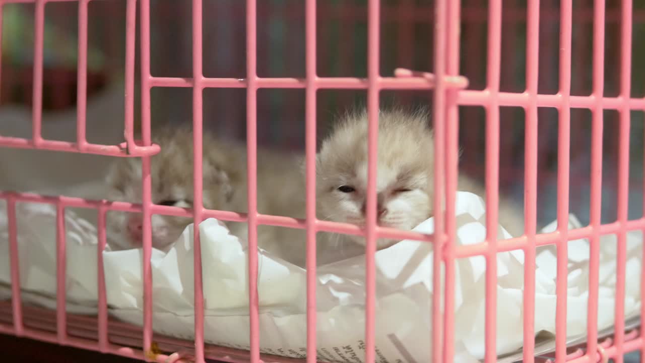 gatos en la jaula rosada