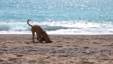 perro cavando en la playa