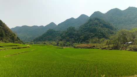 green terraced rice paddy fields in pu luong, northern vietnam. wide shot