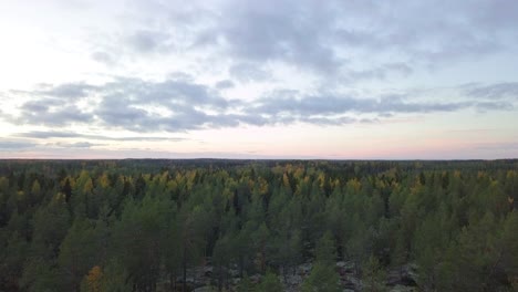 aéreo, bosque interminable de colores otoñales en laponia, finlandia, follaje de otoño, disparo ascendente de drones