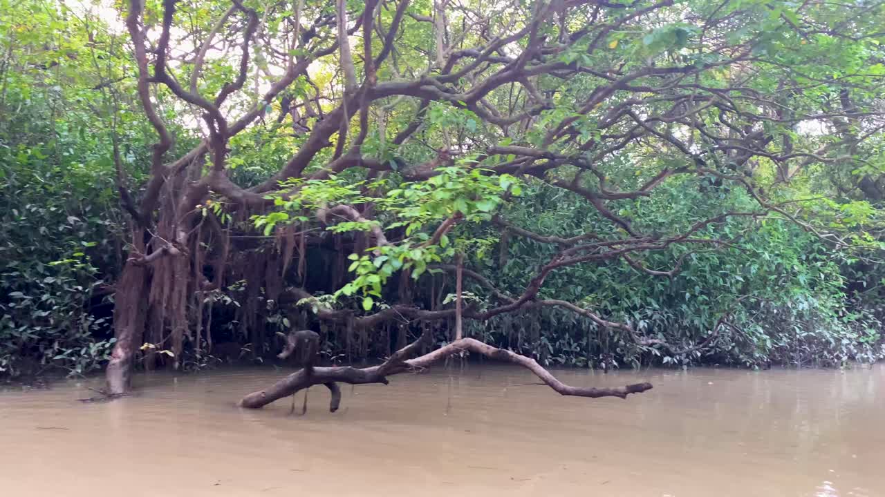 Boat tour down submerged Sundarban mangrove swamp forest in the Ganges Delta river, Bangladesh