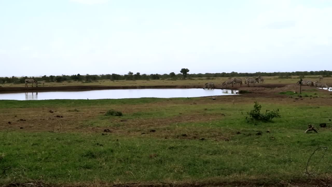 Panning right shot over a herd of zebras drinking water on the plains of Africa