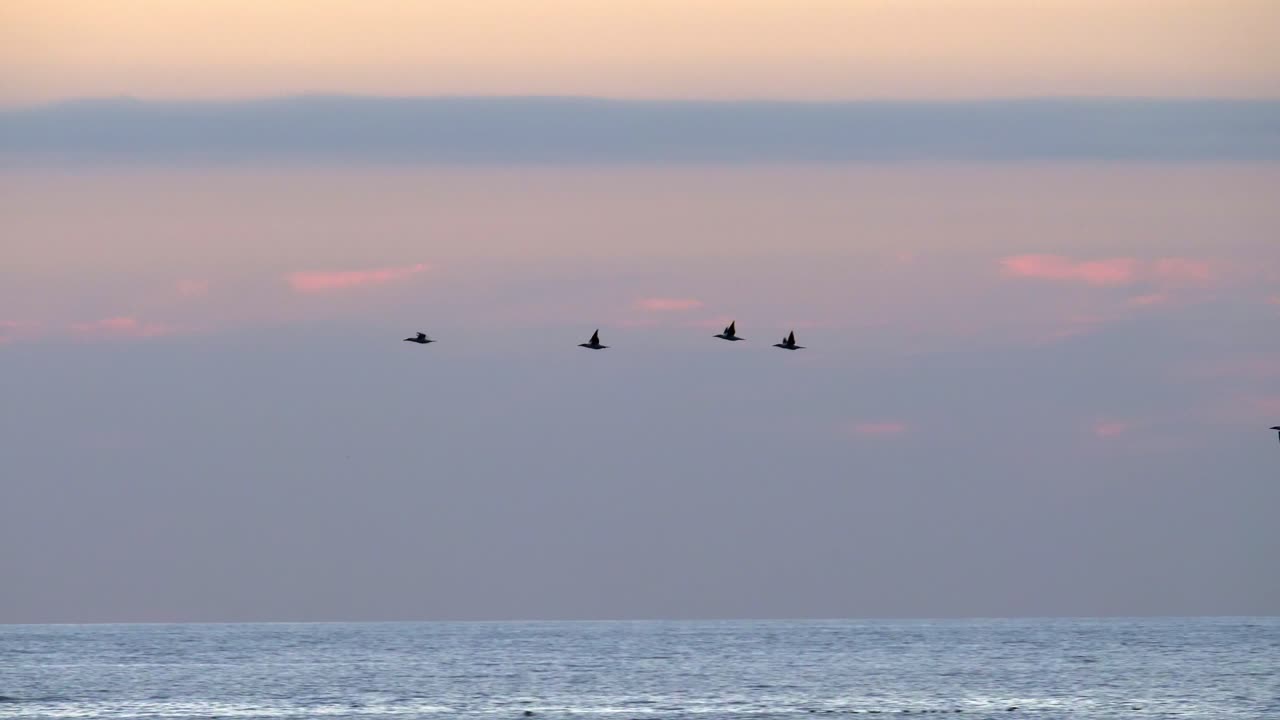 紫色の夜空の下、波の上を飛ぶカツオドリ。