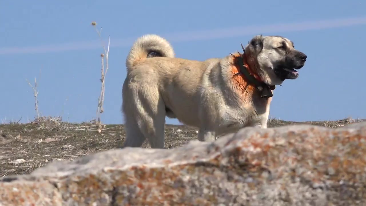 Kayalık Arazide Duran Kangal Köpekleri Grubu