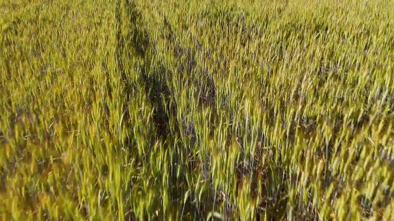 Volo di drone a bassa quota su spighe di grano dorate durante il tramonto nella campagna italiana