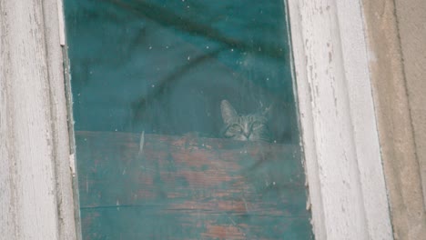 cats looking through a dirty window