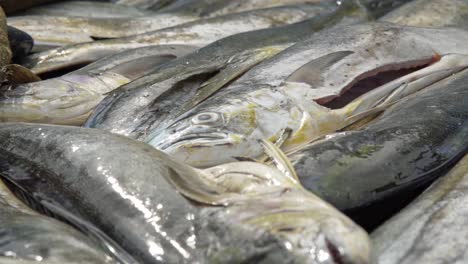 Freshly-Caught-Mahi-mahi-Fish-In-A-Fish-Market