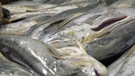 pescado mahi-mahi recién capturado en un mercado de pescado