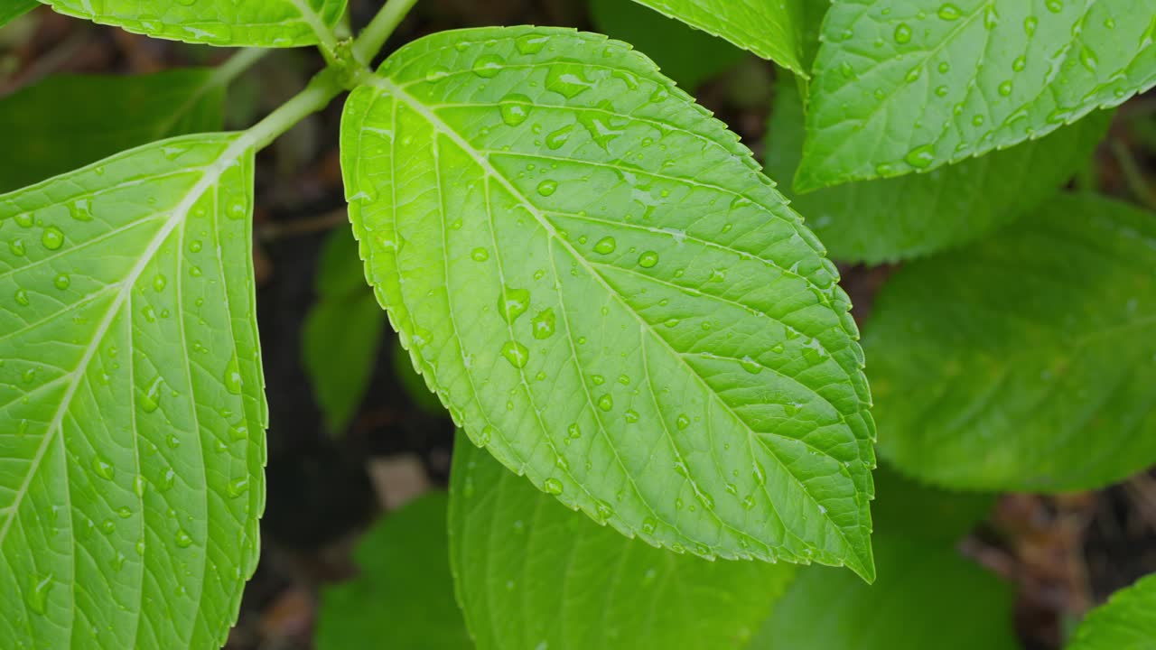 A detailed shot of a single, vibrant green fern frond with a textured rock and foliage background