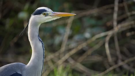 head and graceful long neck of grey heron bird against blurry bushes