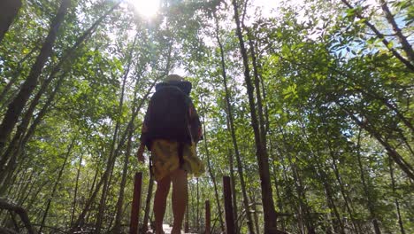 a young girl walking on a boardwalk in the middle of lush mangrove with slender green trees under bright morning daylight - low-angle shot