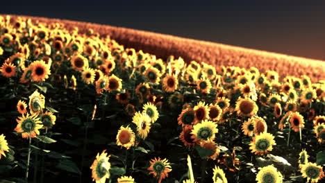 Sunflower-field-bathed-in-golden-light-of-the-setting-sun