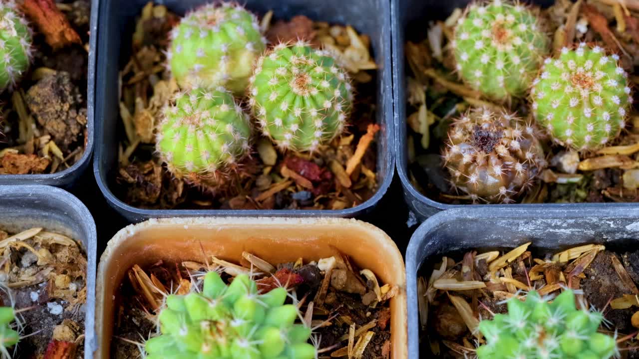 Detailed view of small cacti in square pots, highlighting textures and vibrant green hues.