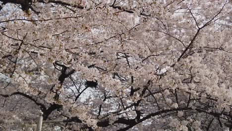 cherry blossom or sakura