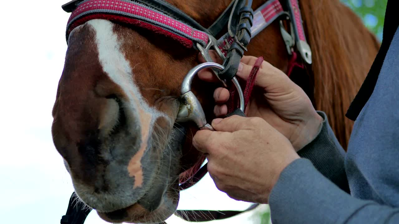 Close-up van paardensnuit met hoofdstel