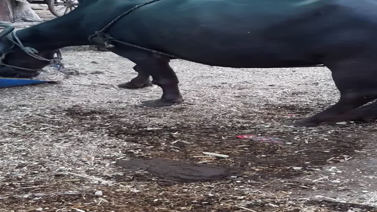 urban Indian buffalo dairy farm or tabela. Cowshed - Buffalo Tabela. Vertical Video Shot Of Big Black Buffalo Eating Food At CowShed