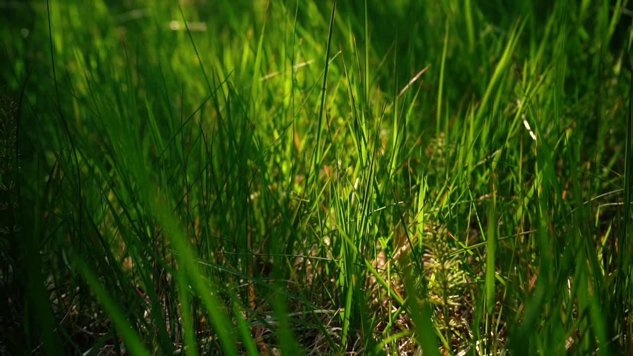 несколько снимков зеленой травы на закате