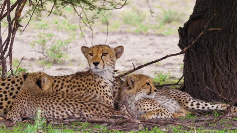 Cheetah-family-is-resting-under-the-tree