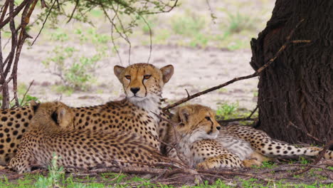 la familia del guepardo descansa bajo el árbol