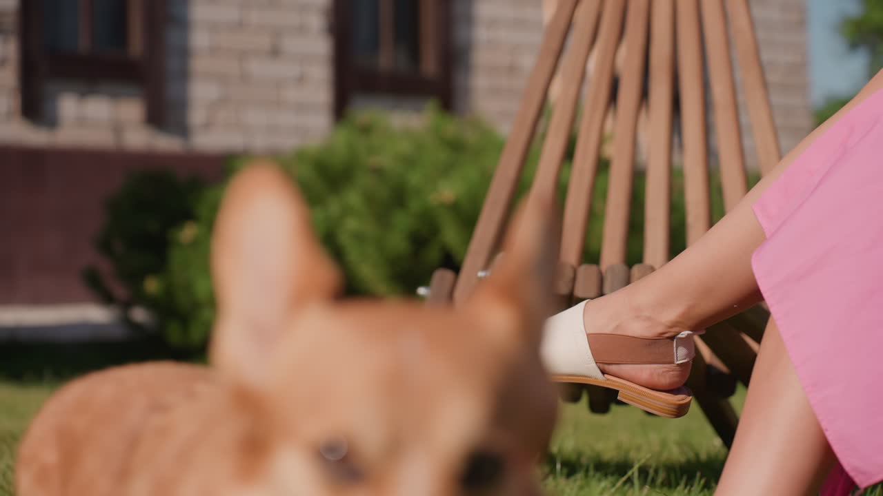 White Woman In Pink Dress Relaxing With Corgi On Wooden Chair, Holding Glass Of Orange Drink, Sunlit Lawn And Brick House In Background, Warm Leisurely Afternoon Vibe, Pet Sniffing At Lap