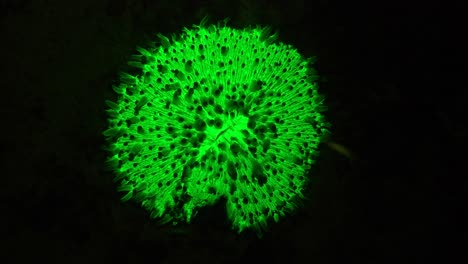 coral hongo verde fluorescente