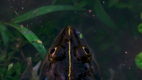 Green-frog's-eye-captured-in-vivid-detail,-showcasing-the-intricate-and-mesmerizing-beauty-of-nature's-design-from-a-close-up-perspective