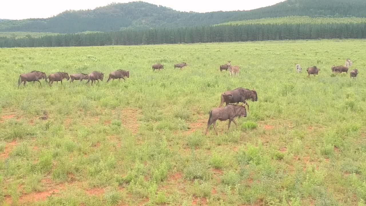 Wildebeest in the african wild