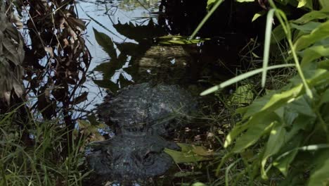 Slow-motion-close-up-tilt-down-shot-revealing-a-medium-sized-alligator-resting-in-the-murky-swamp-water-of-the-Florida-everglades-near-Miami-with-it's-head-above-the-water-surrounded-by-large-grass