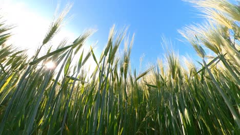 Getreidefeld,-Das-Von-Sonnenaufgang-Beleuchtet-Wird