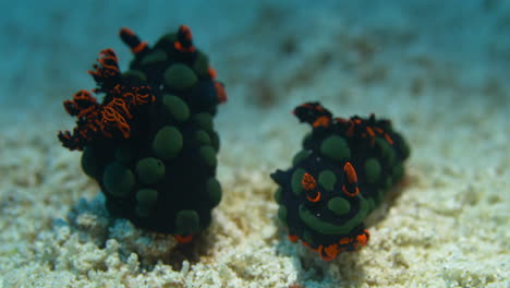 2 beautiful nudibranchs couple on the sand