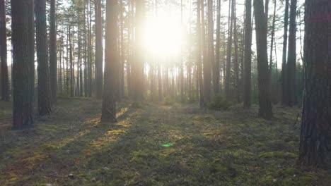 aerial: beautiful sunlight in forest on evening during spring in europe