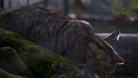 Primer-Plano-De-Un-Gran-Gato-Explorando-En-El-Bosque,-Gato-Montés-Europeo-En-Hierba-Verde-En-La-Naturaleza