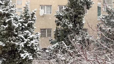 Snow-flakes-cover-the-pine-cypress-green-trees-in-a-cold-freeze-winter-in-city-landscape-of-Tehran-in-Iran-light-snowfall-create-amazing-scenic-iconic-wide-view-in-street-watching-from-warm-home-heat