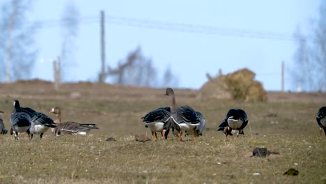 Herde-Von-Gänsen-Und-Weißen-Gänsen,-Die-Gras-Auf-Dem-Feld-Fressen