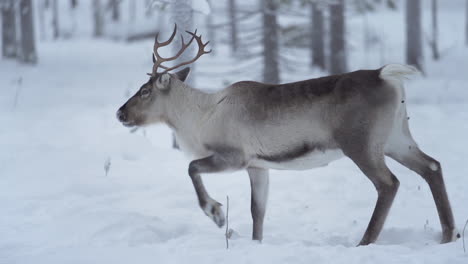 Lustige-Zeitlupe-Eines-Rentiers,-Das-In-Lappland,-Finnland,-Läuft-Und-Gleichzeitig-Kackt