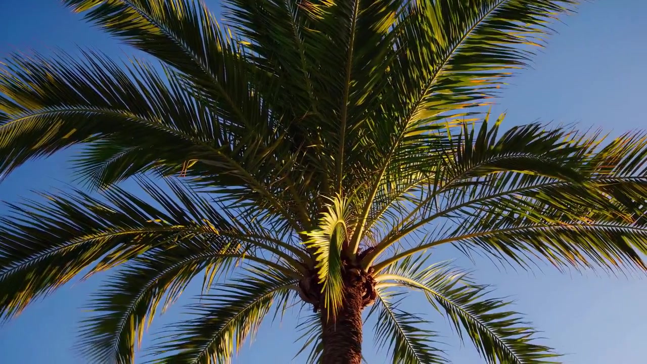 Fronde di palma tropicale che ondeggiano contro un cielo azzurro limpido