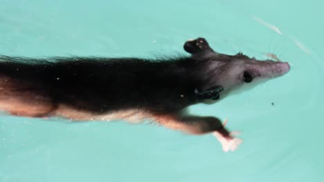 zarigüeya o possum nadando en una piscina