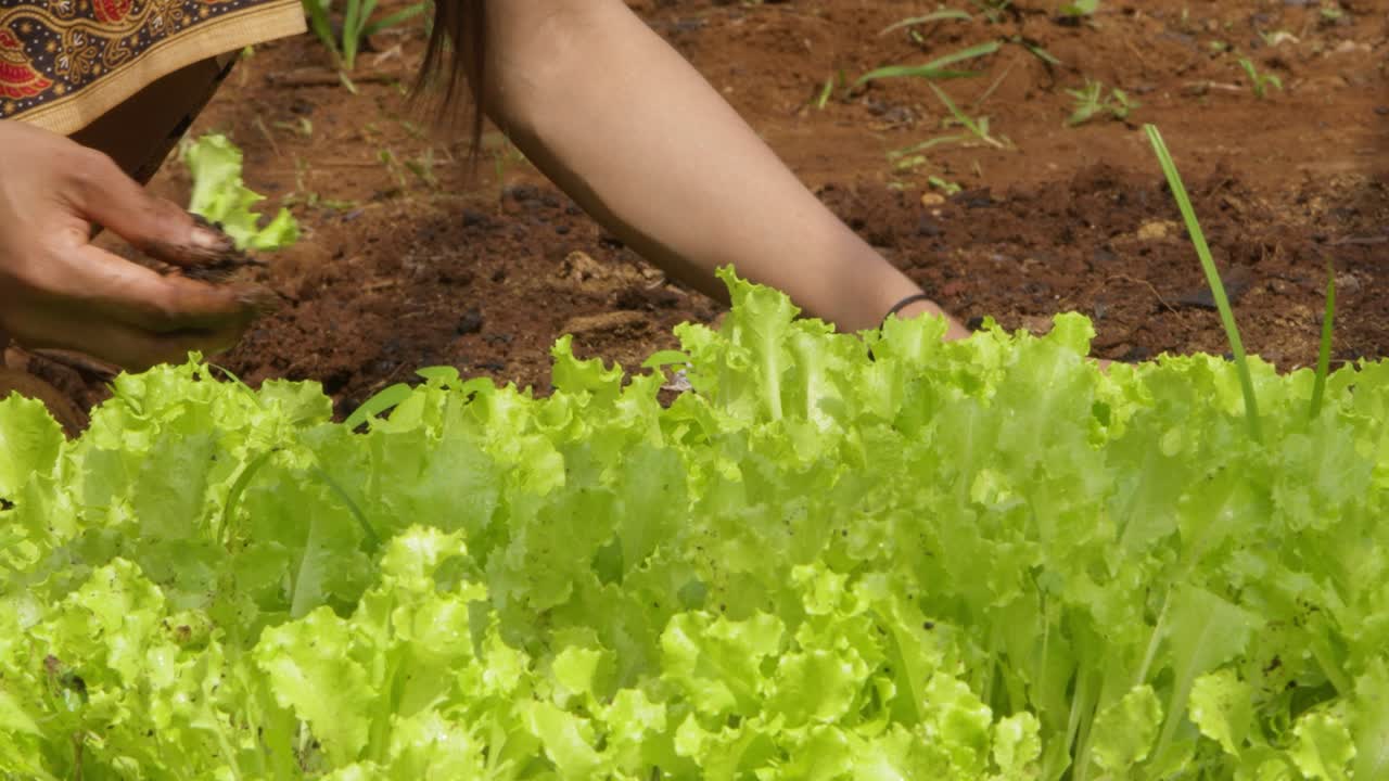 manos recogiendo ensalada en un campo de asia