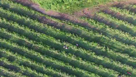 Campos-Con-Rosas-Durante-La-Cosecha-En-Bulgaria