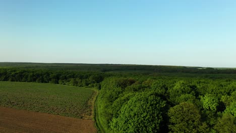 Drone-Footage-of-Dirt-Road-Raising-Above-the-Forest-Trees-and-Clear-Blue-Sky