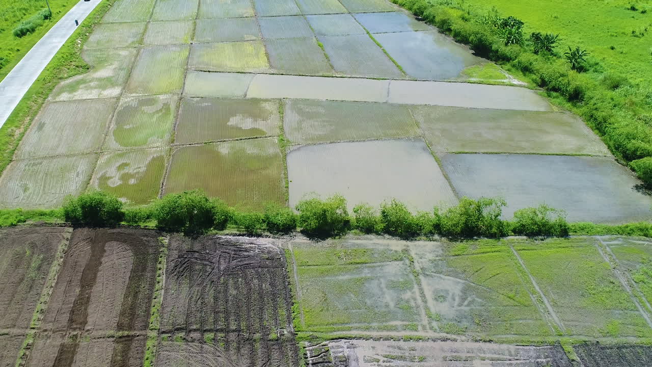 toma aérea de una granja de arroz al lado de una pequeña carretera provincial