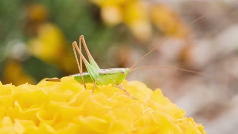 green grasshopper jumping away from yellow flower, close up macro