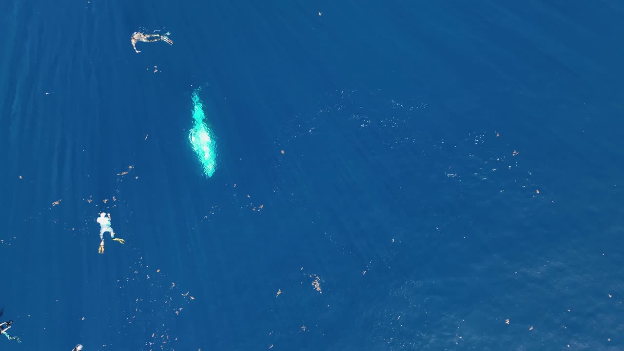 Aerial View Of Humpback Whale Emerge To Breathe On Surface With Snorkelers In Moorea, French Polynesia