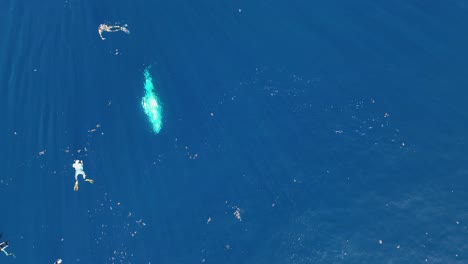 Luftaufnahme-Von-Buckelwalen,-Die-Mit-Schnorchlern-In-Moorea,-Französisch-Polynesien,-An-Der-Oberfläche-Atmen