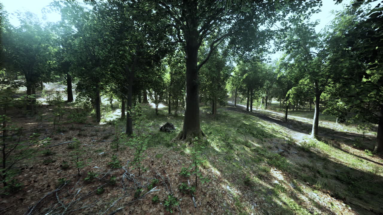 빛 이 울창 한 숲 의 나무 들 을 가로질러 필터링 하고 있다