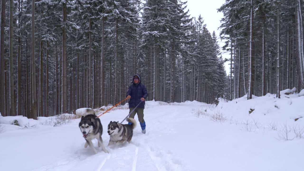 caminar juguetones y animados perros husky en un sendero forestal nevado con imponentes árboles densos