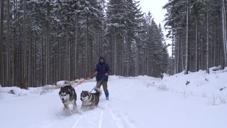 Caminar-Juguetones-Y-Animados-Perros-Husky-En-Un-Sendero-Forestal-Nevado-Con-Imponentes-árboles-Densos