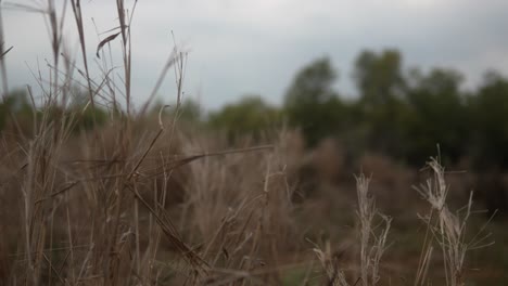 Dry-grass-sways-in-a-field-with-trees-in-the-background-under-a-cloudy-sky,-close-up